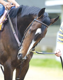 Jess Jackson buys Rachel Alexandra