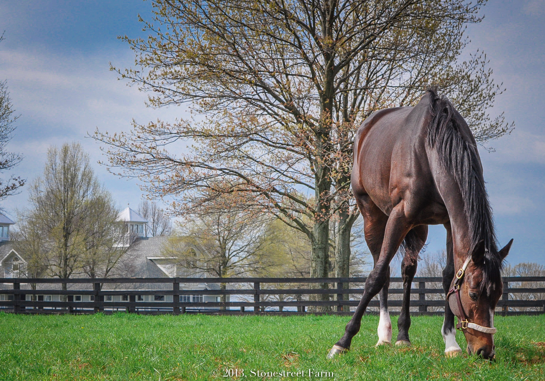 Rachel Alexandra in paddock