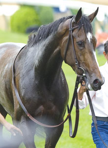 Rachel Alexandra