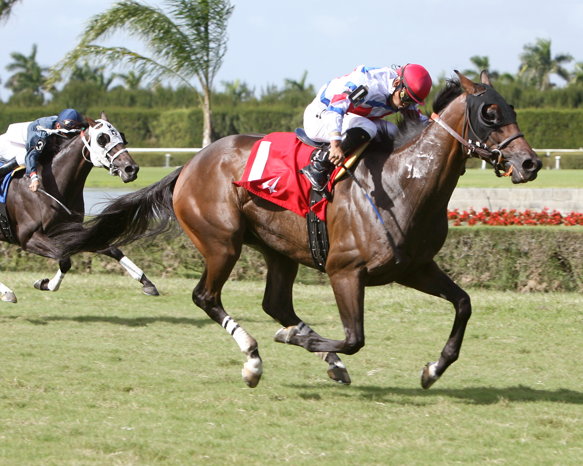 Racing Aptitude/Appleton Juvenile Turf