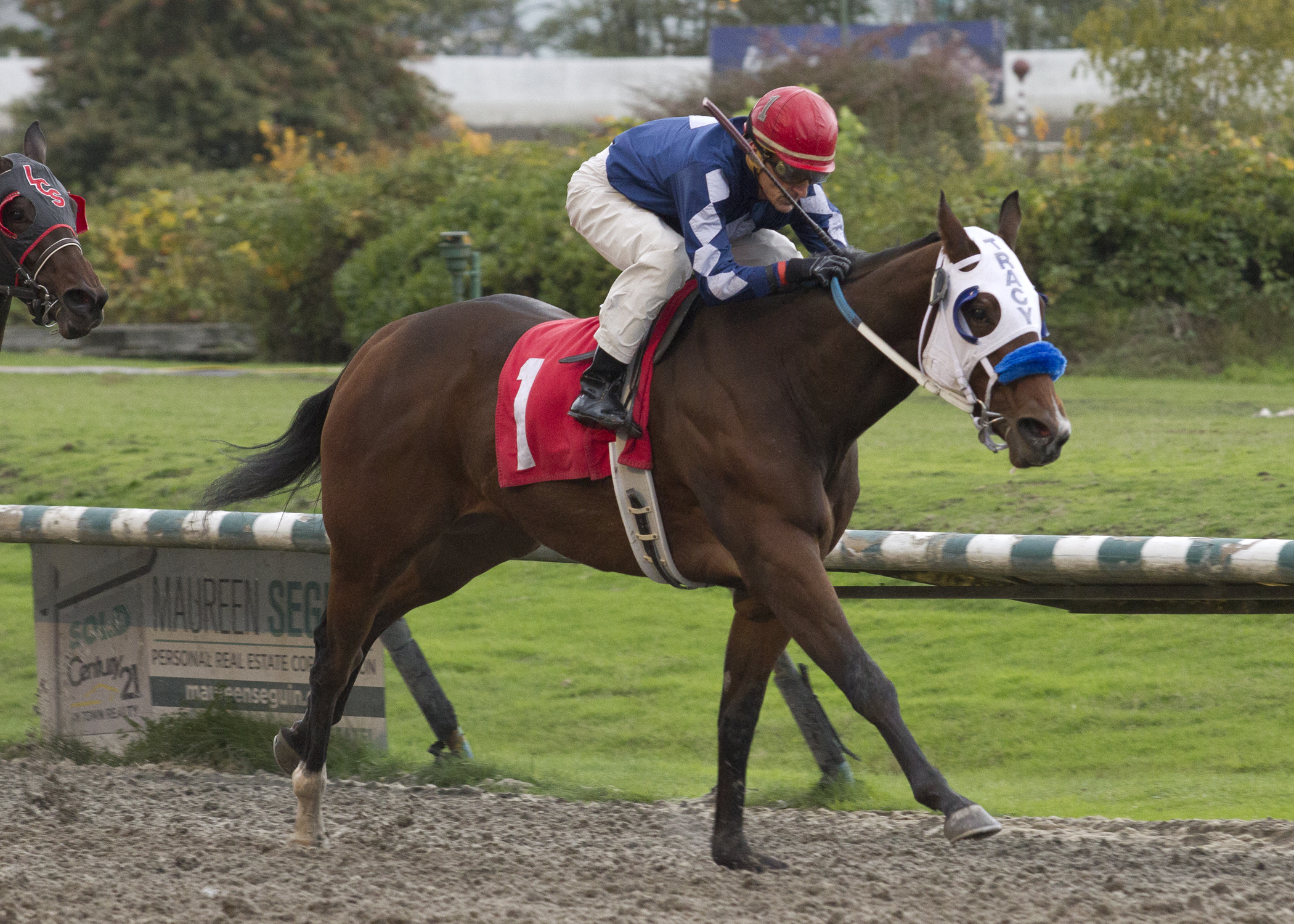 Raider wins the 2017 British Columbia Cup Debutante