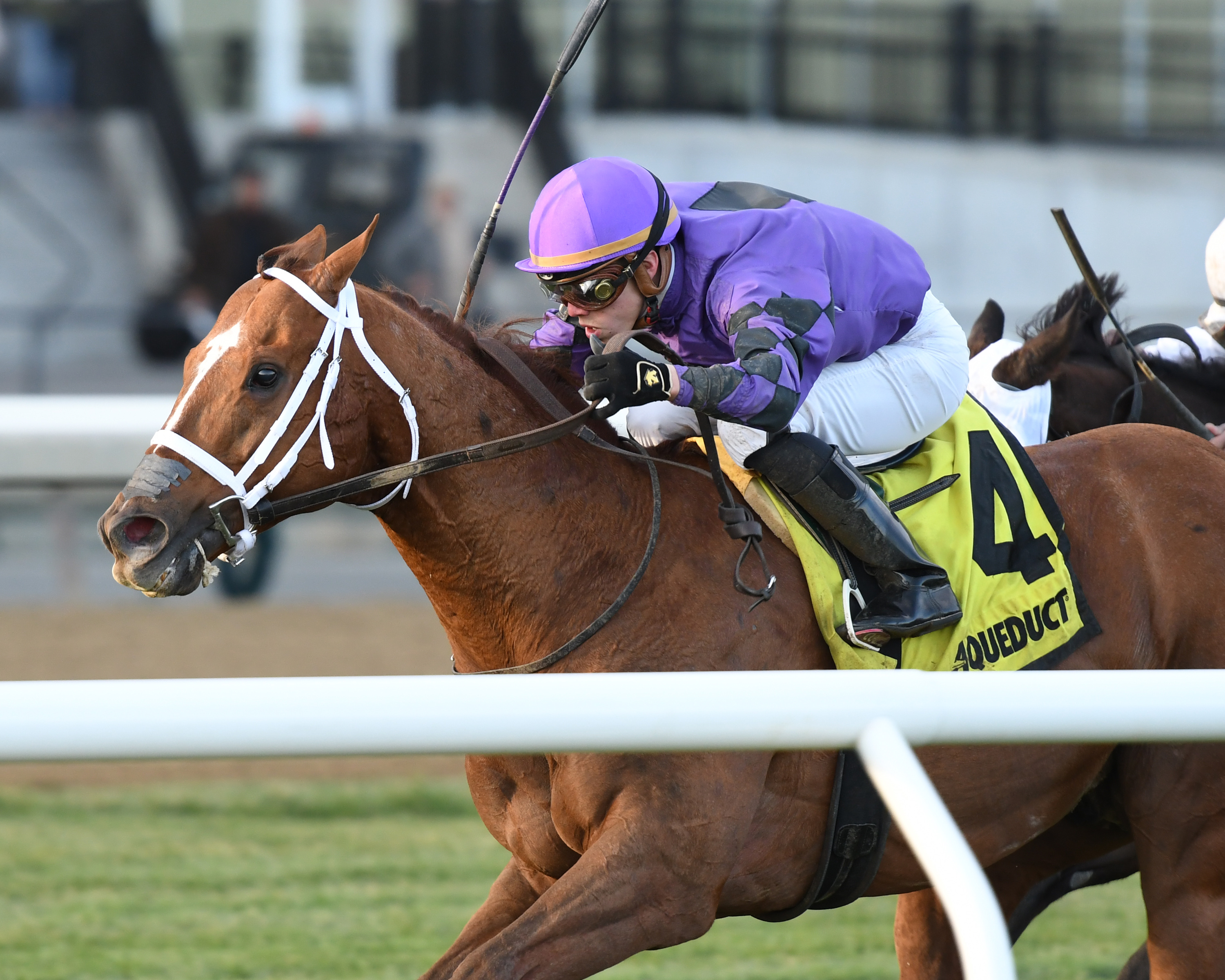 Rainbow Heir wins the 2017 Aqueduct Turf Sprint Championship
