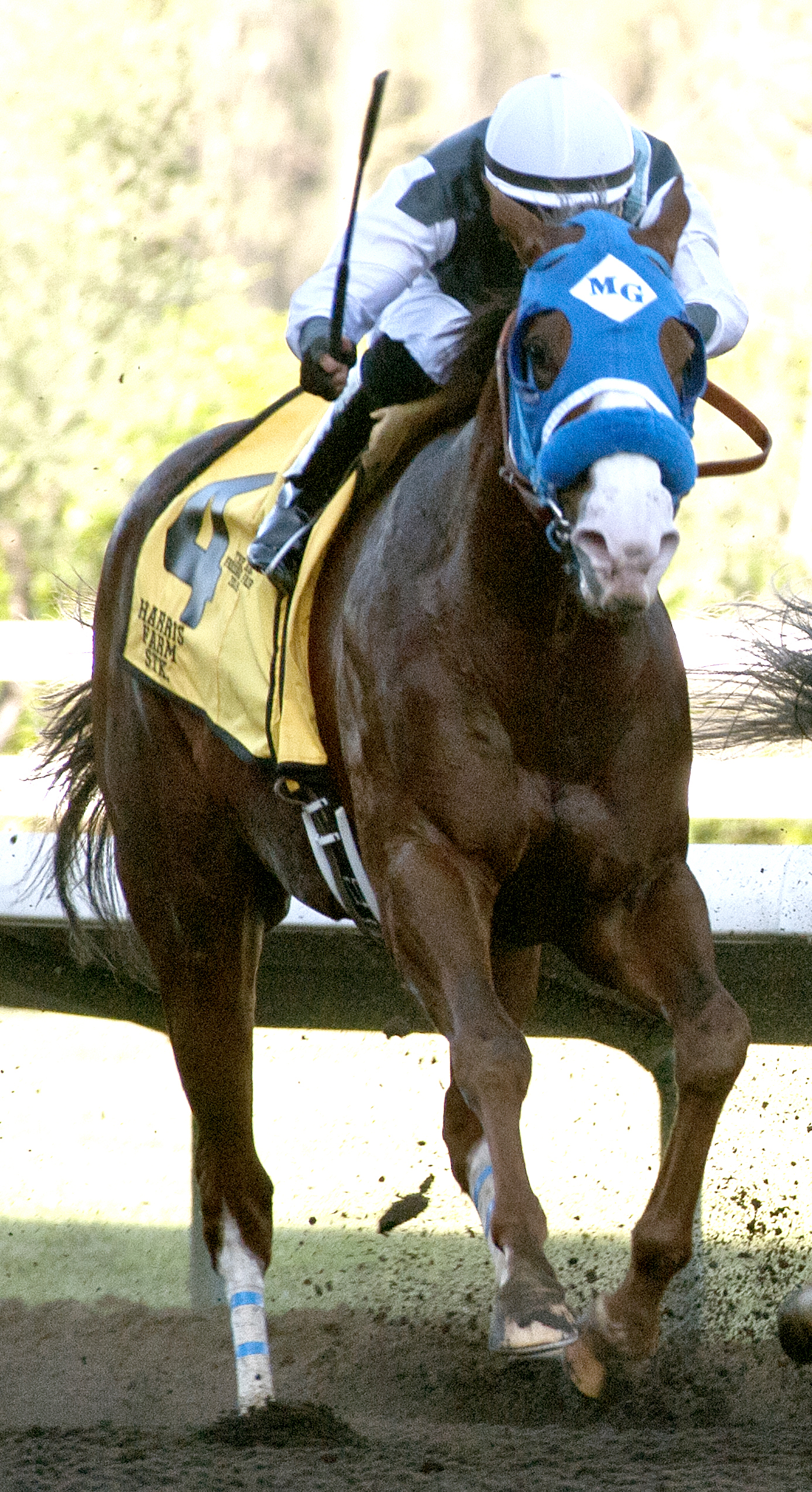 Raised a Secret wins the 2015 Harris Farm Stakes