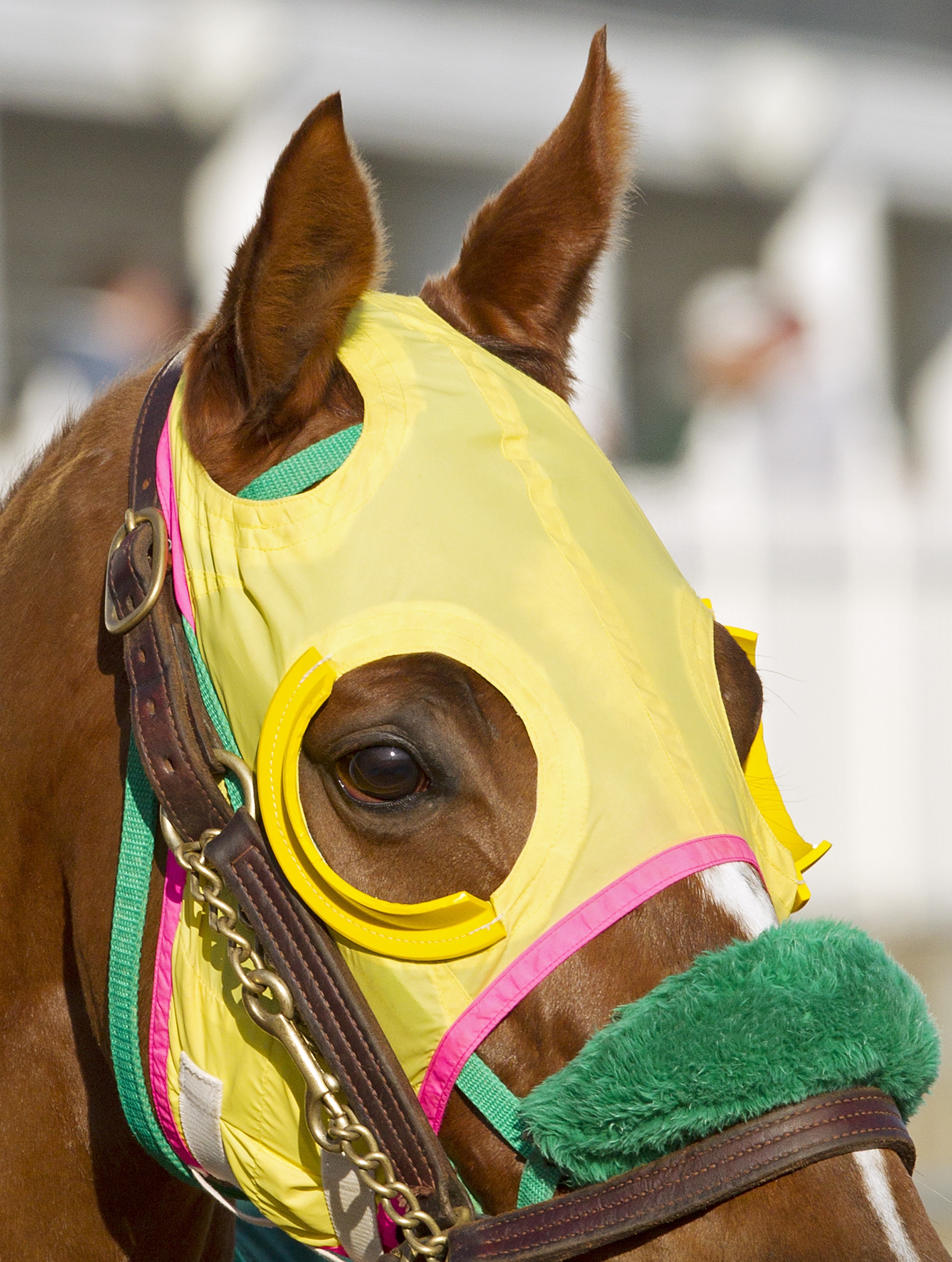 Rapid Redux (DRF Weekend 12/29)