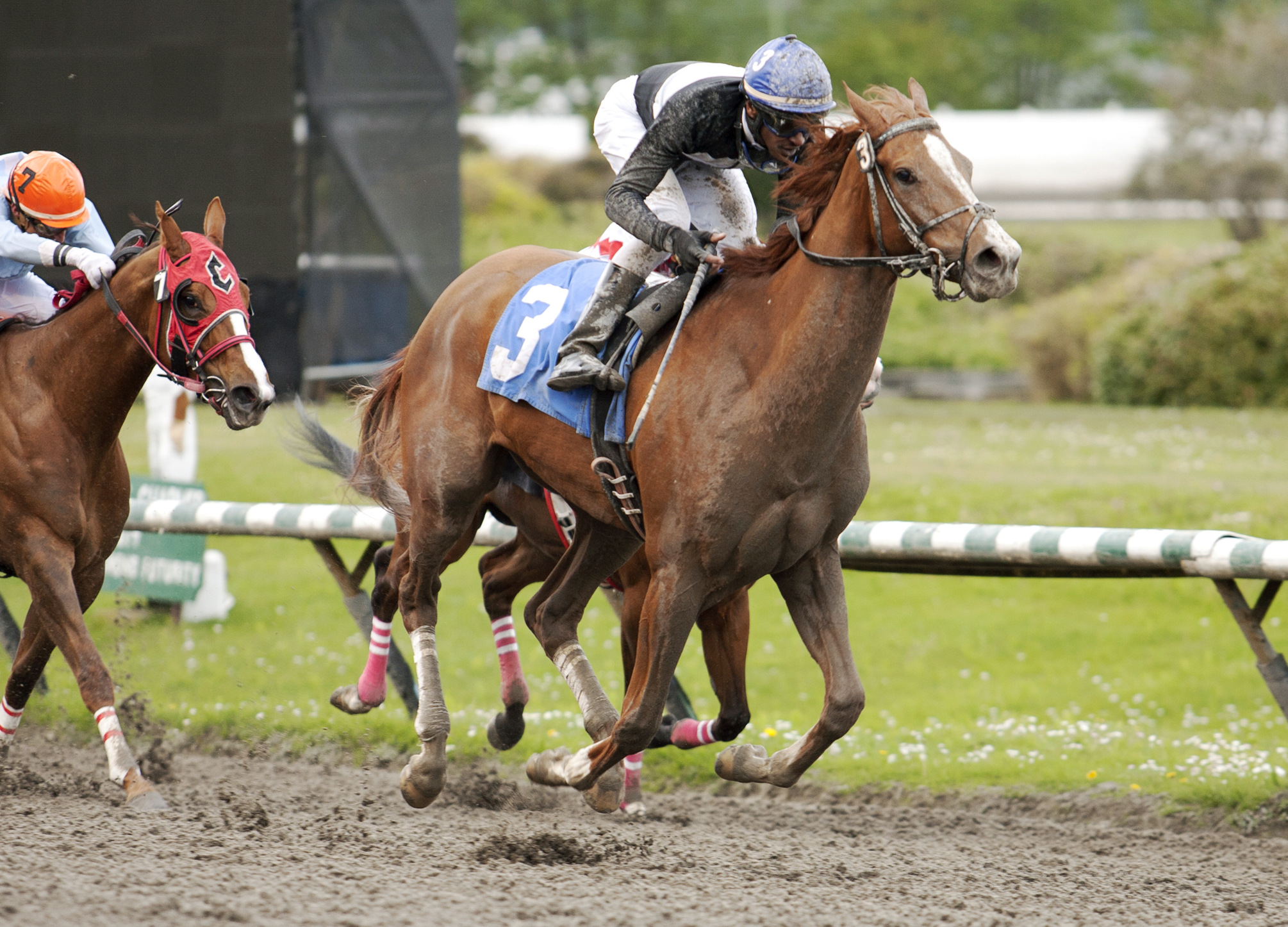 Rather Beautiful wins the Brighhouse Belles