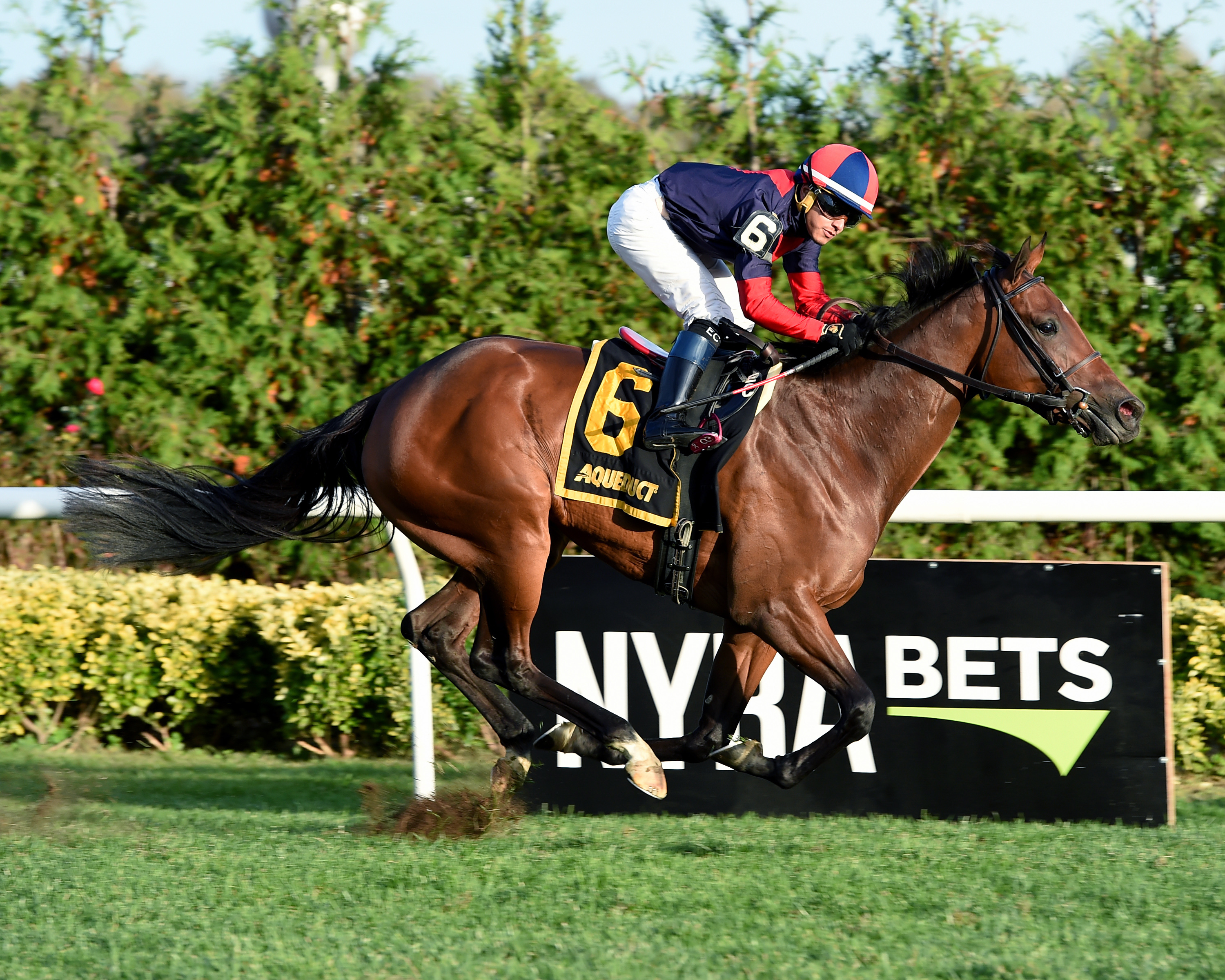 Raucous wins the 2017 Chelsey Flower Stakes