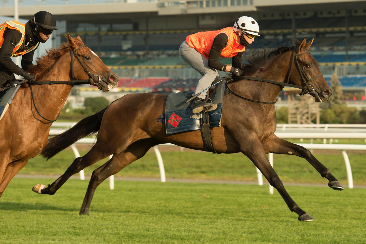 Ready Lady works on Woodbine turf.9-11-2021