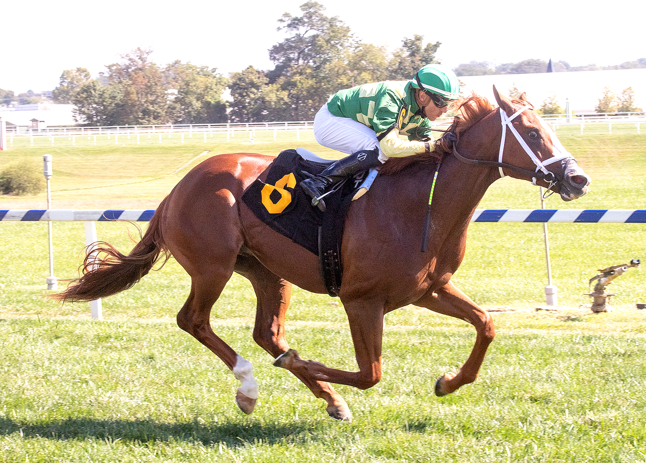 Ready to Purrform/Laurel Futurity