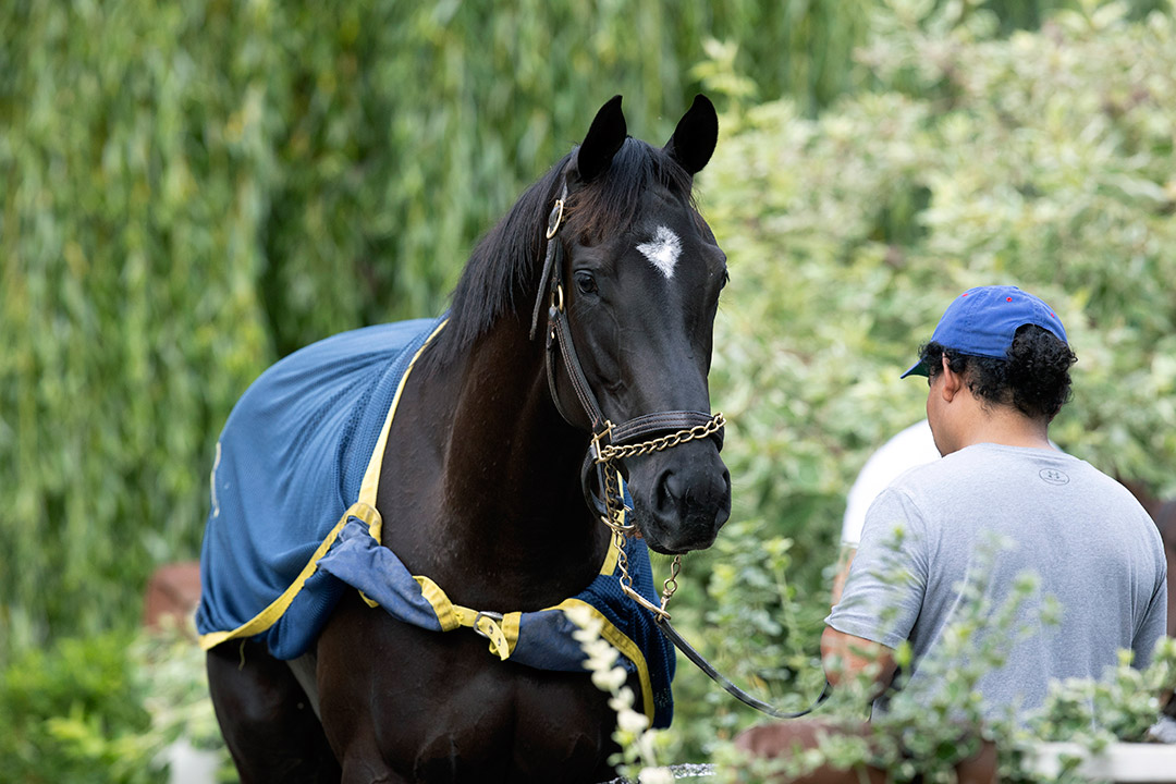 Ready A. P. at Saratoga Race Course on July 19