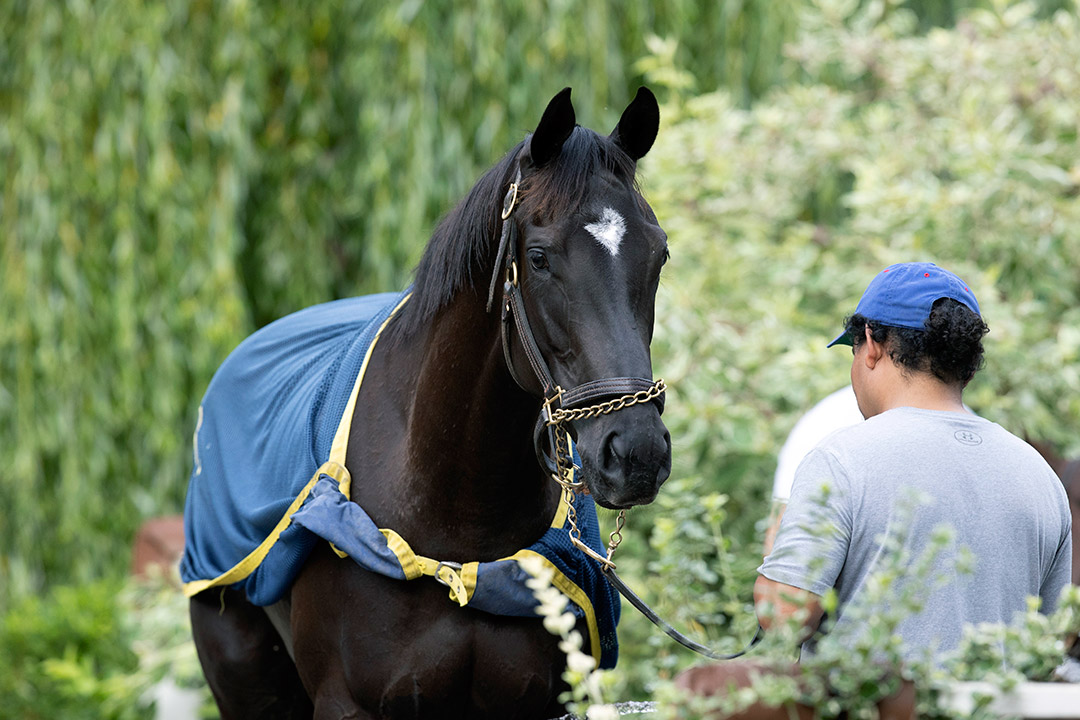 Ready A. P. at Saratoga Race Course in July 2021
