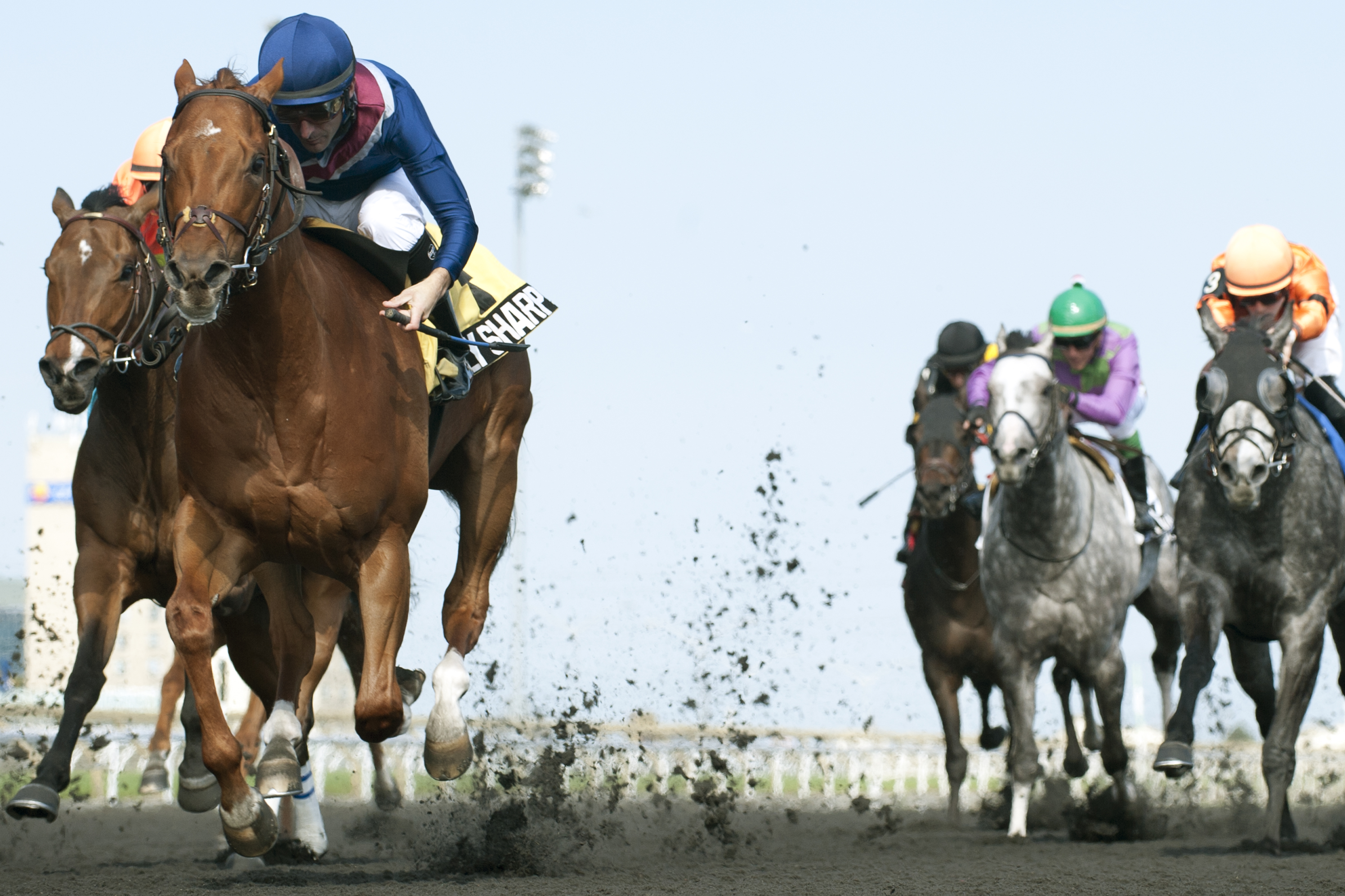 Really Sharp wins 2014 Vigil Stakes