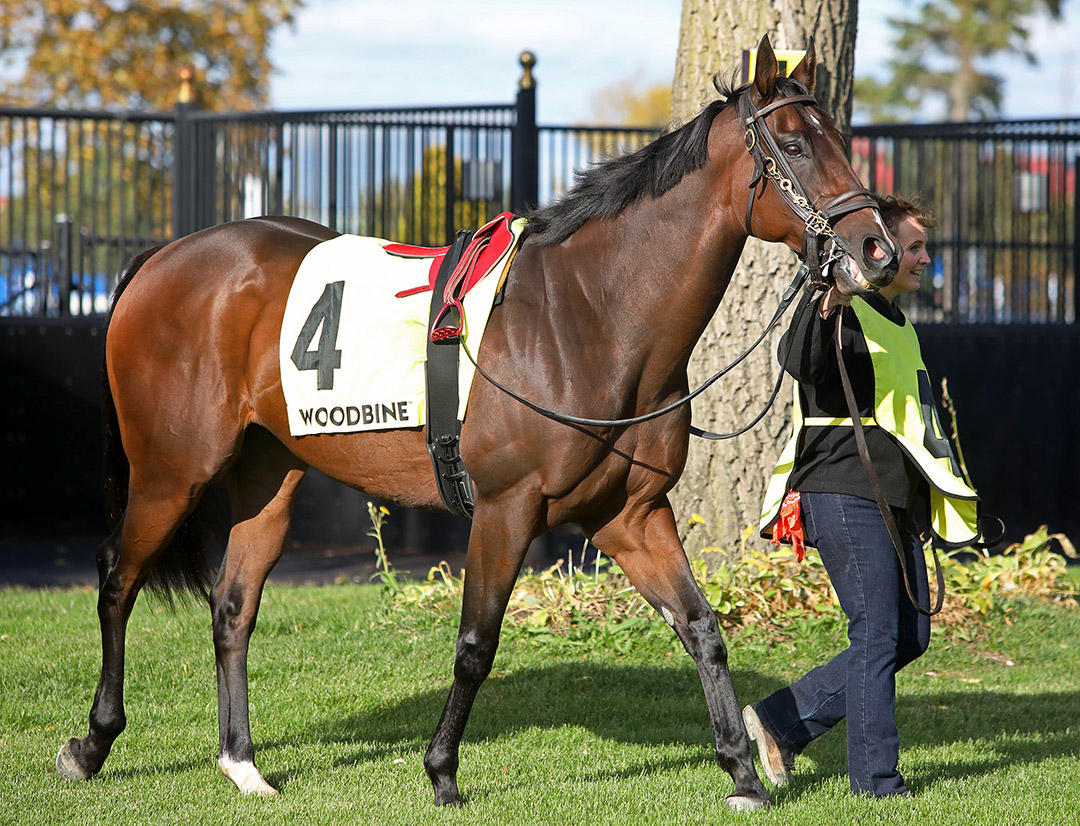 Reconfigure at Woodbine Racetrack in October 2019