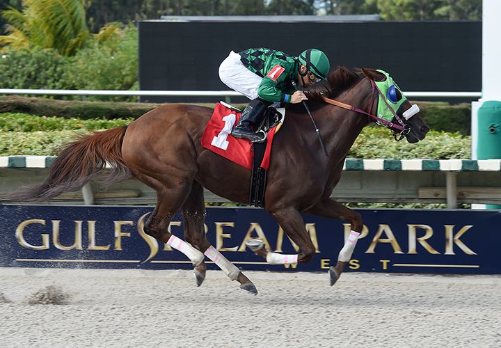 Red Crescent wins an Oct. 3 optional claiming race at Gulfstream Park West