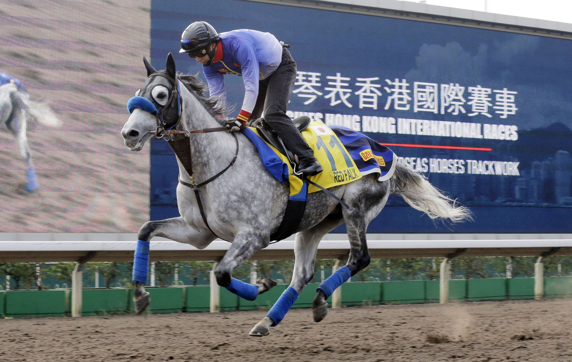 Red Falx trains at Sha Tin in December 2016