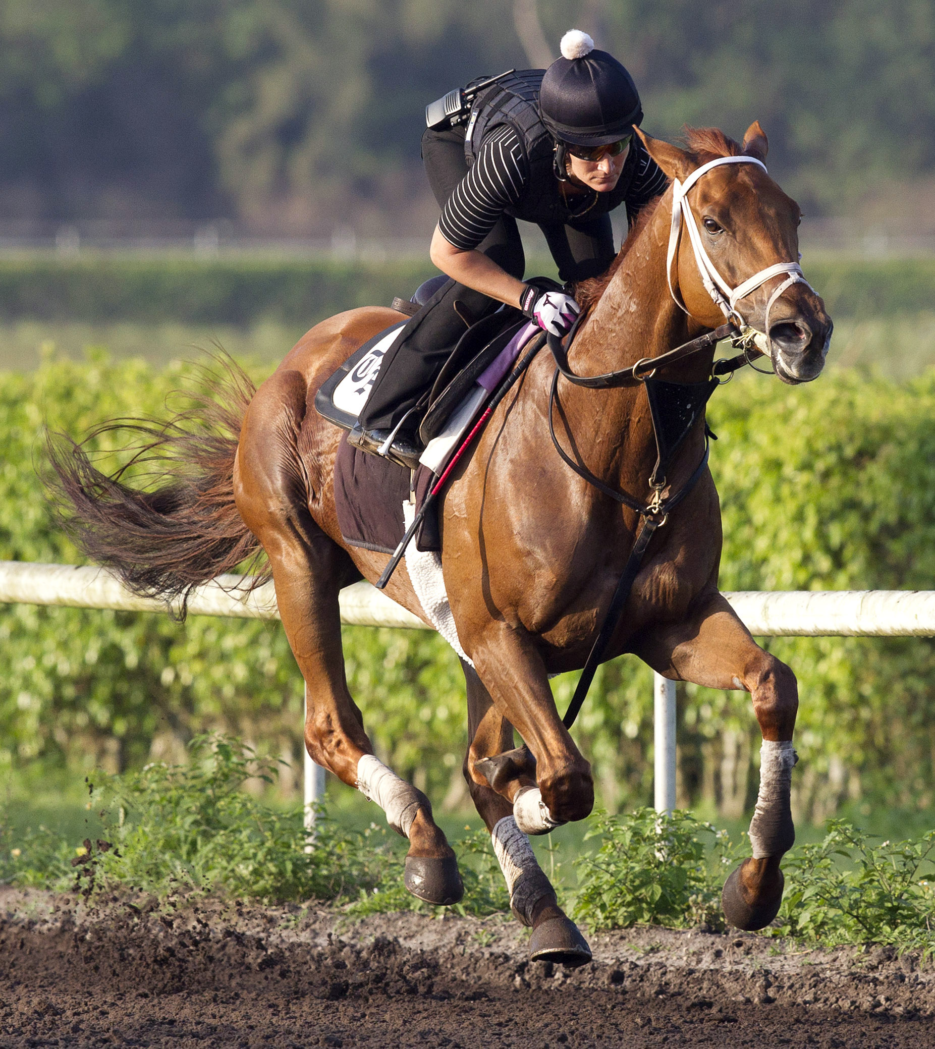 Red Rifle trains at Palm Meadows on March 26