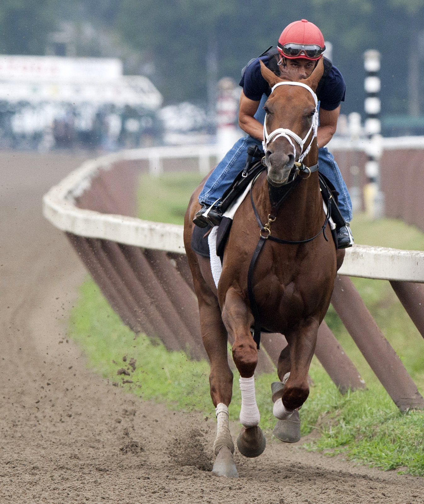 Red Rifle trains at Saratoga on Aug. 15