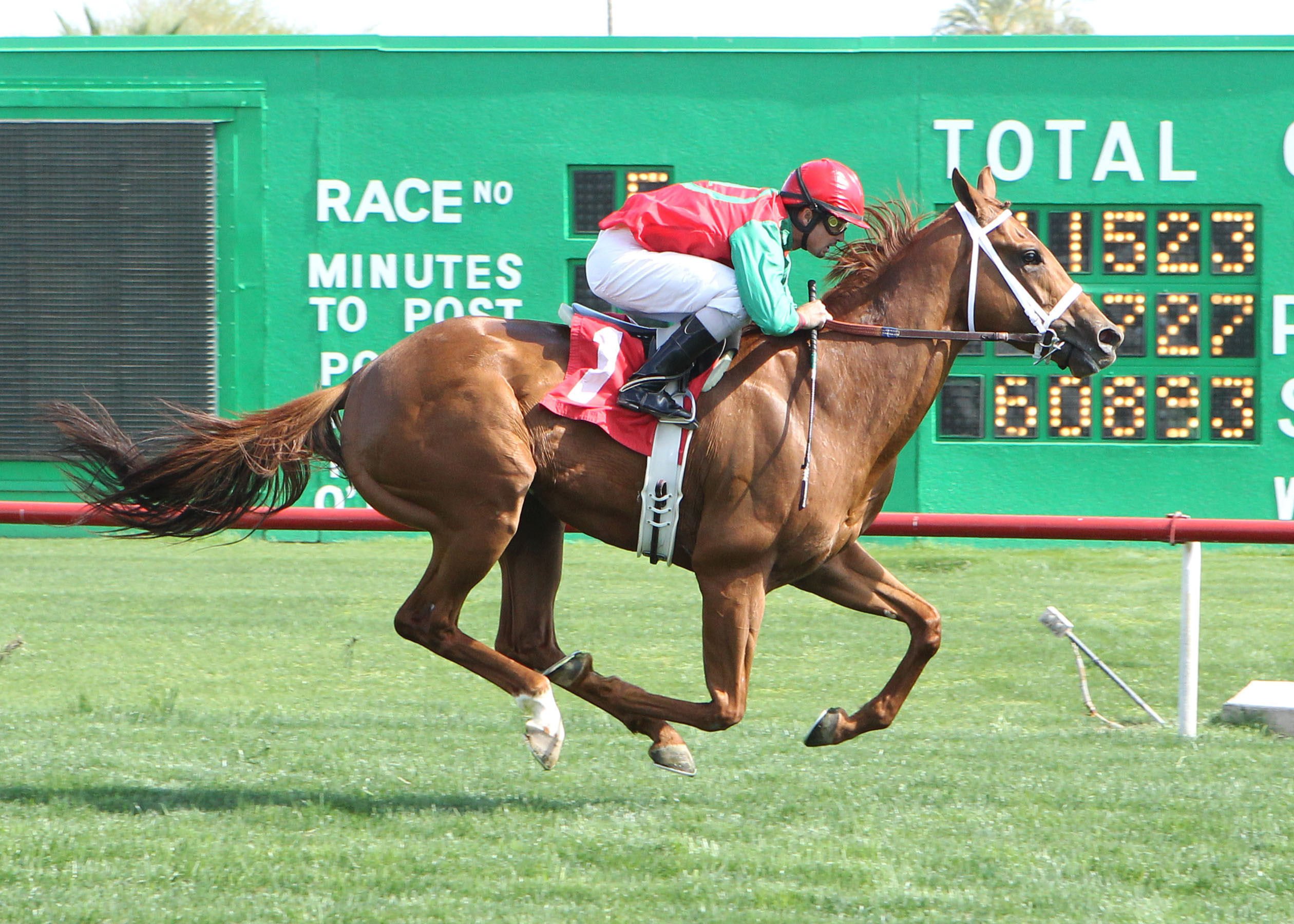 Red Zeus, Arizona Stallion Stakes, Turf Paradise