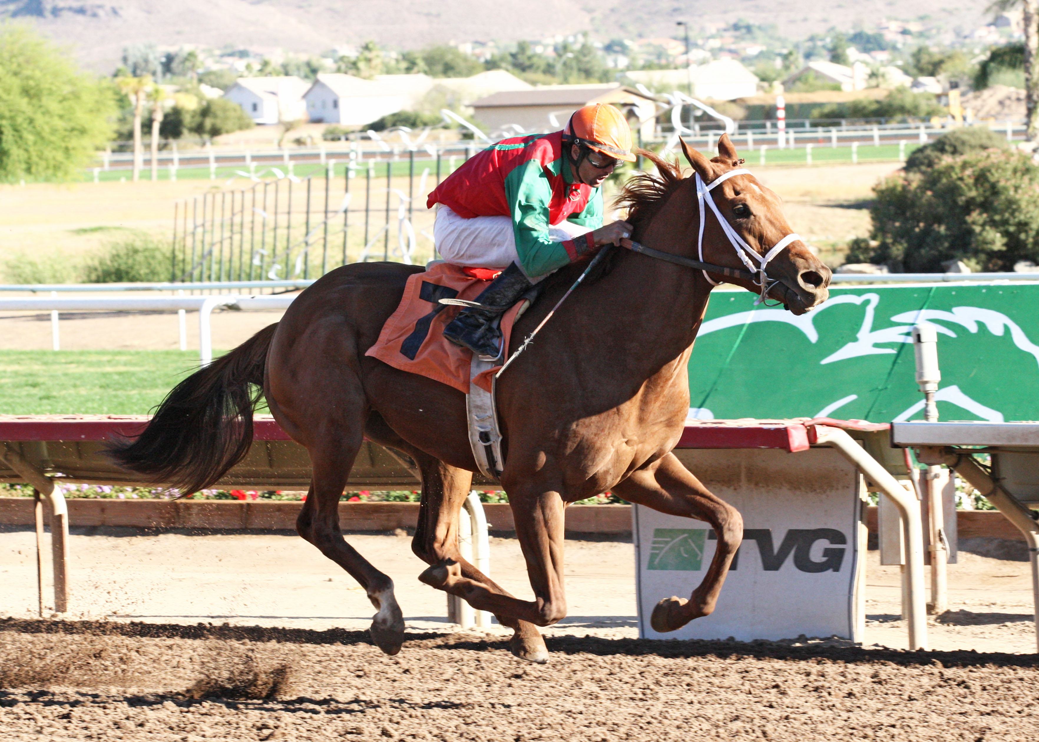 Red Zeus/Arizona Breeders' Futurity