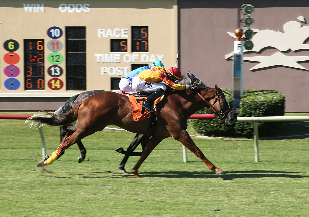 Redatory (7) beats Sunlit Song in the 2020 Richard King Stakes at Lone Star