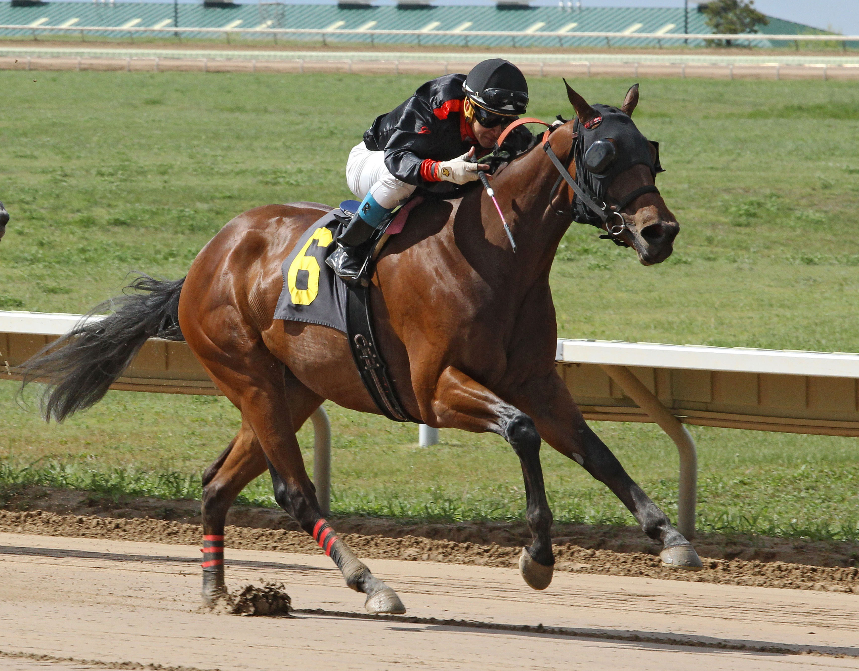 Redneck Humor wins the Arapahoe Park Sprint