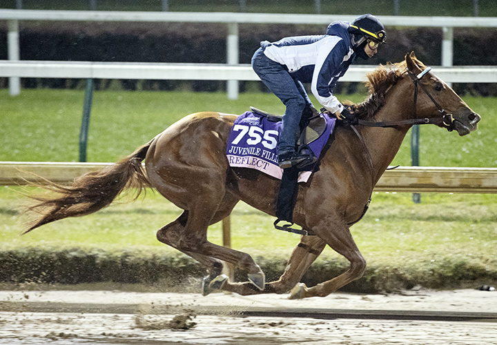 Reflect trains at Churchill Downs in October 2018