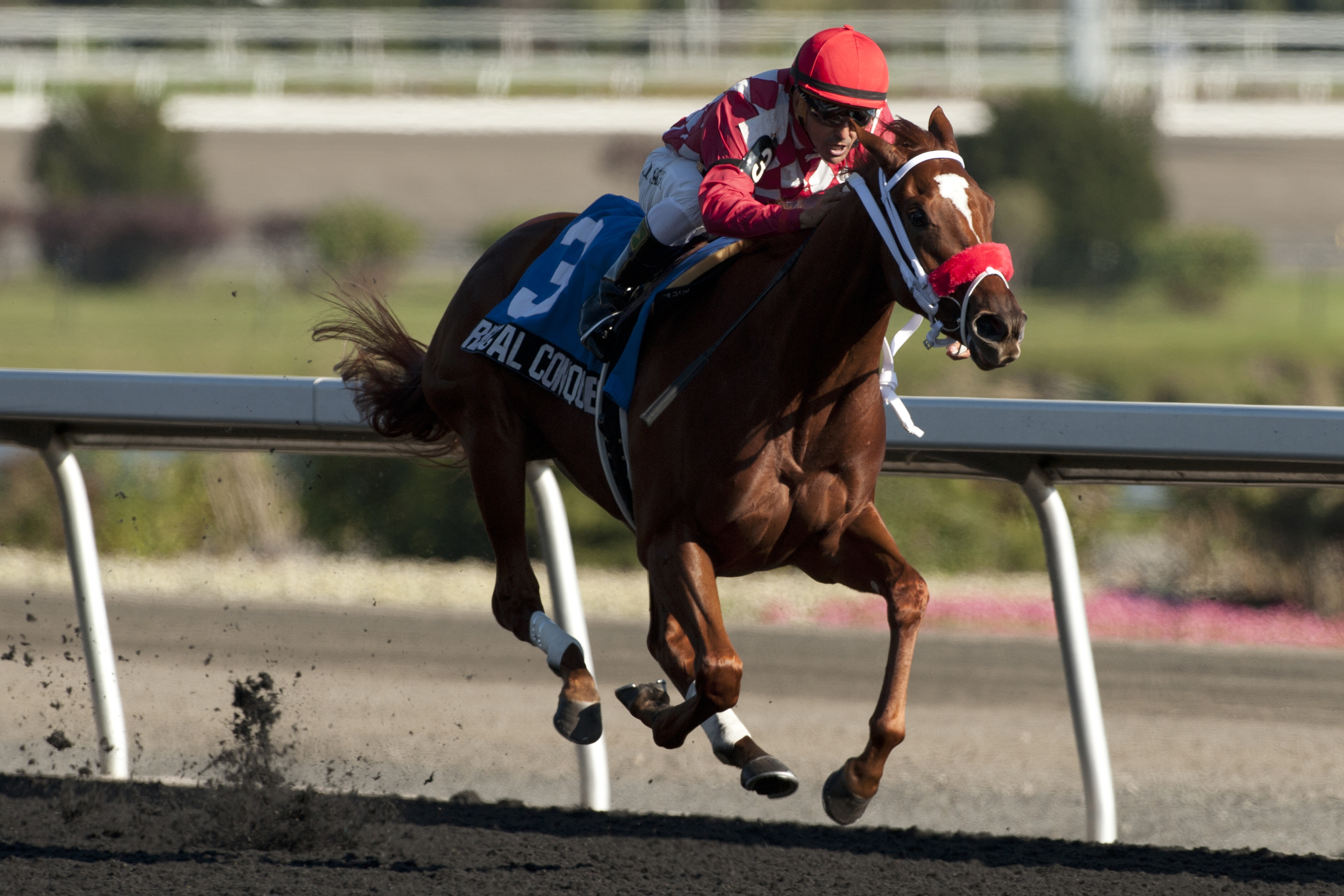 Regal Conqueror wins the Victorian Queen Stakes