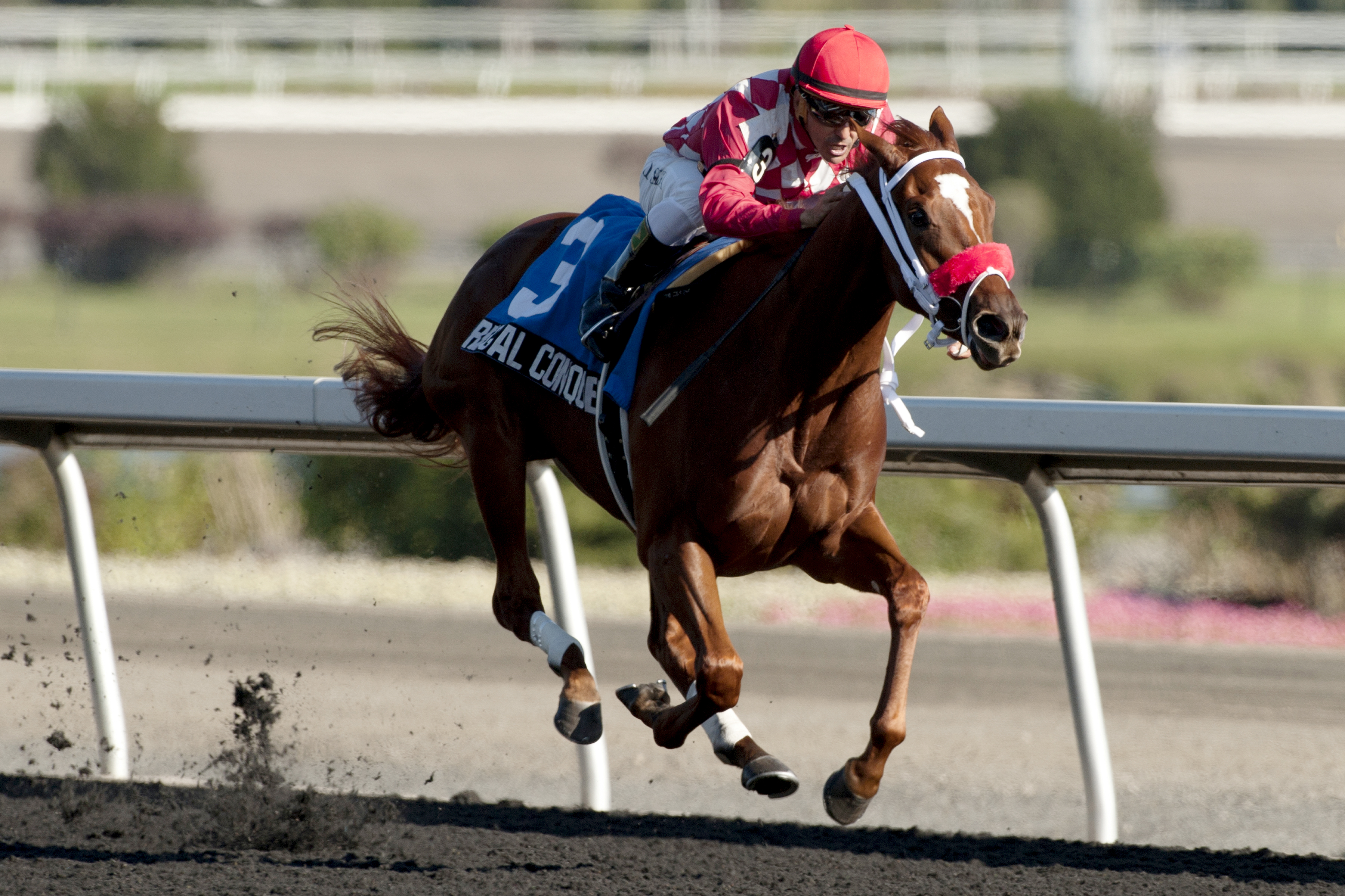 Regal Conqueror wins the 2013 Victorian Queen Stakes