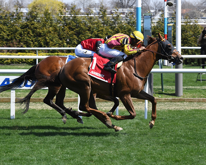 Regally Irish wins the 2019 Bridgetown Stakes