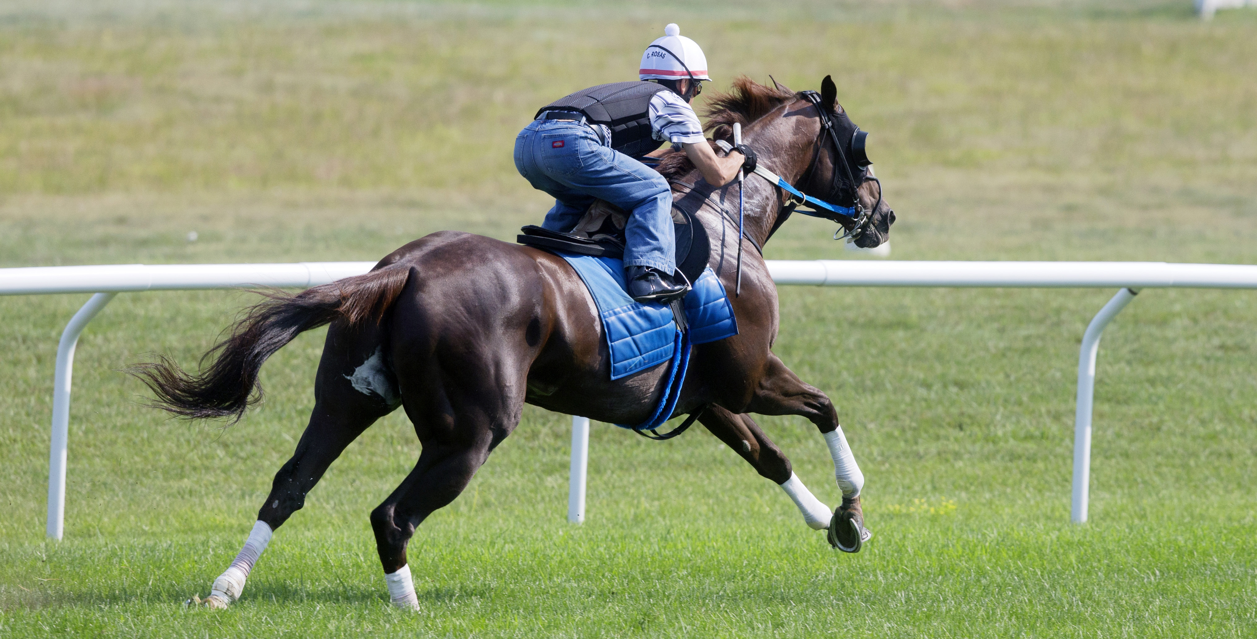 Regally Ready trains at Saratoga in August