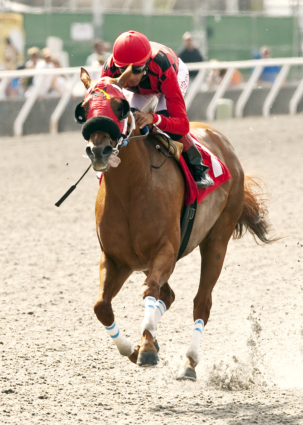 Reneesgotzip wins the C.E.R.F. Stakes
