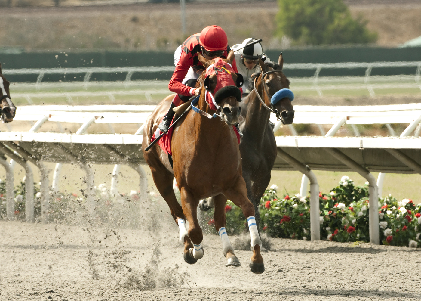 Reneesgotzip wins the C.E.R.F. Stakes