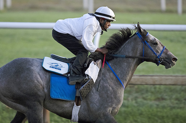 Restless Rider trains at Saratoga on Aug. 30