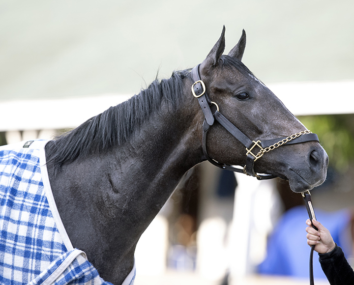 Restless Rider at Churchill on April 29