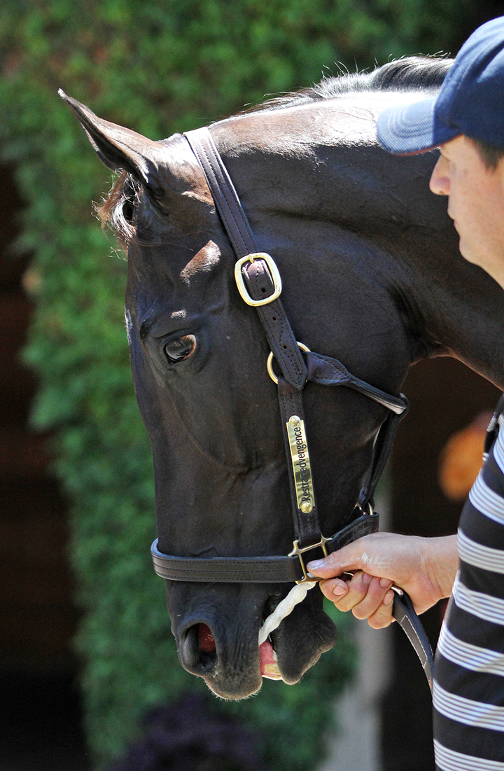 Restrainedvengence at Del Mar on July 20