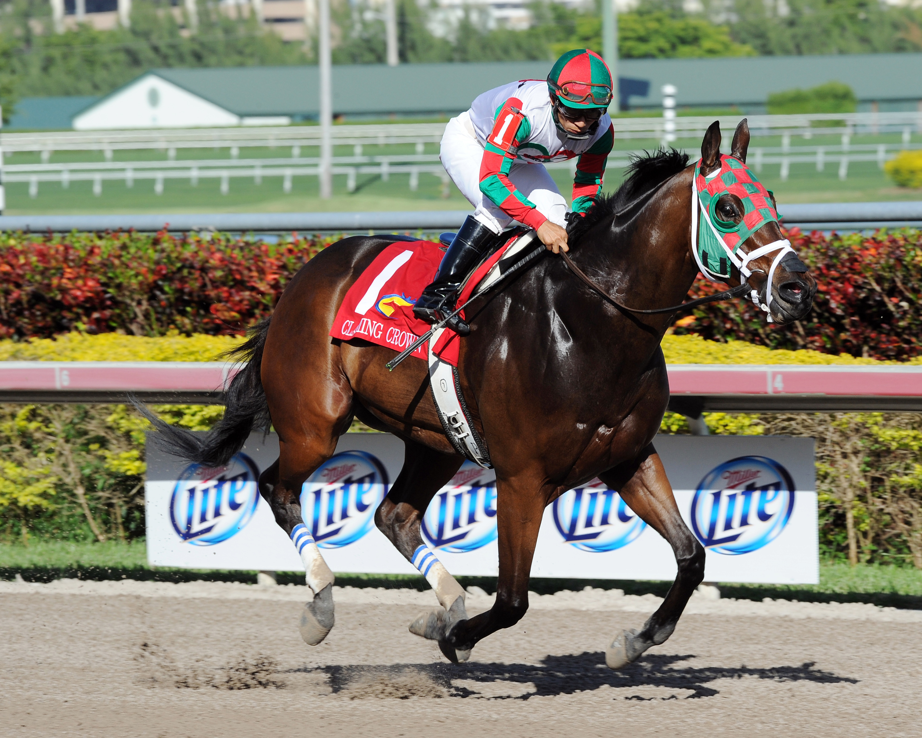 Ribo Bobo win the 2013 Claiming Crown Express