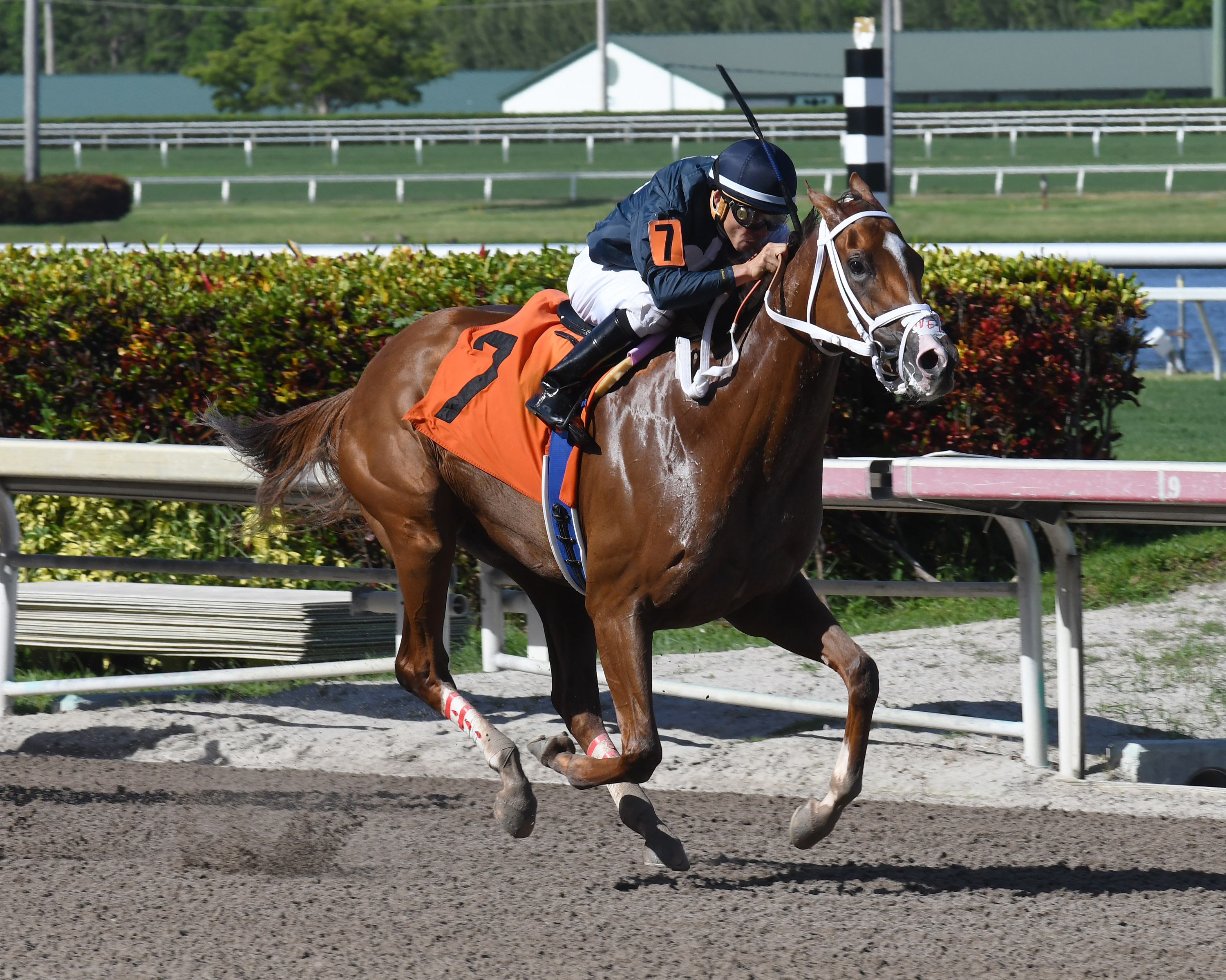 Rich Mommy wins a June 22, 2017 allowance race