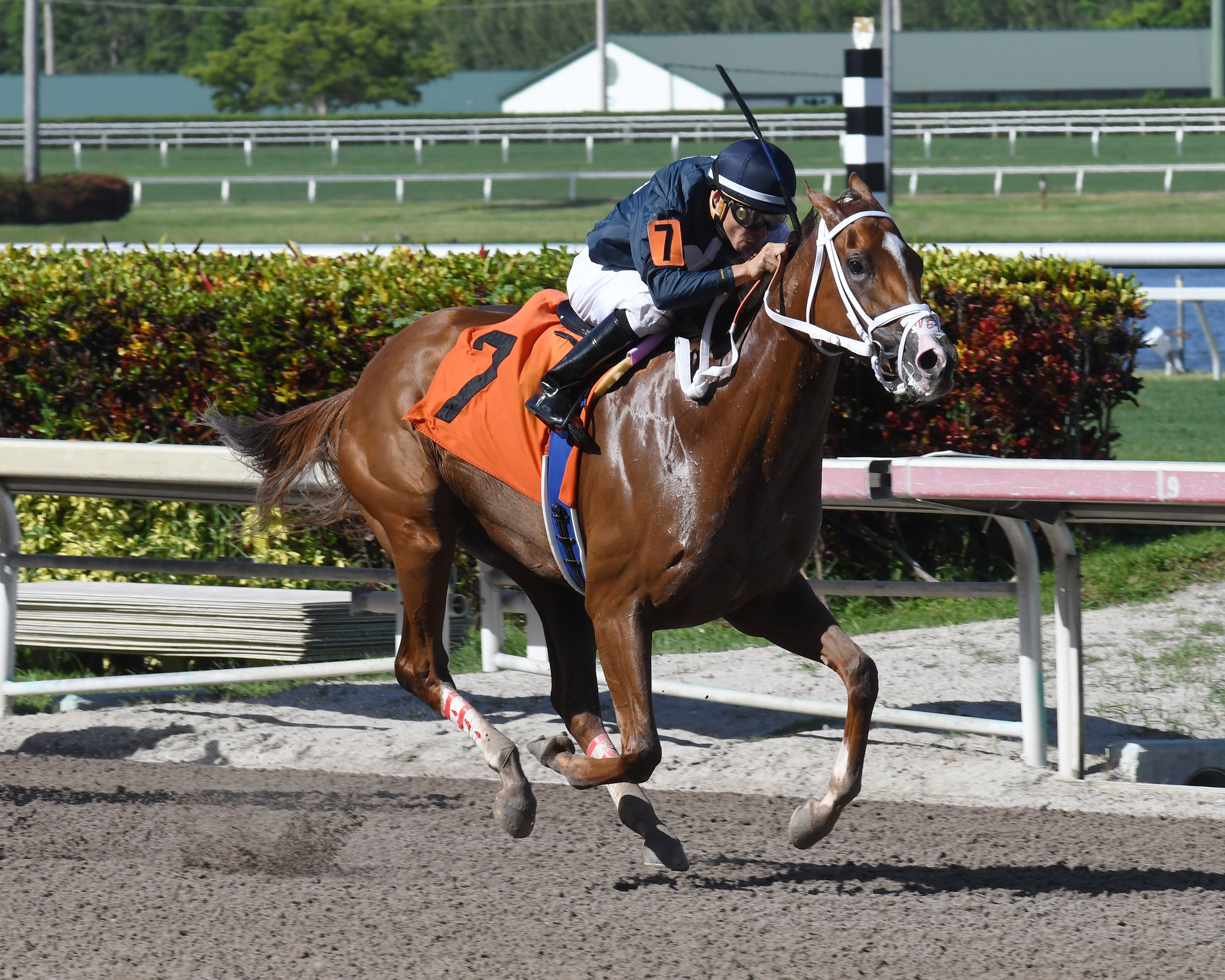 Rich Mommy wins a June 22, 2017 allowance race