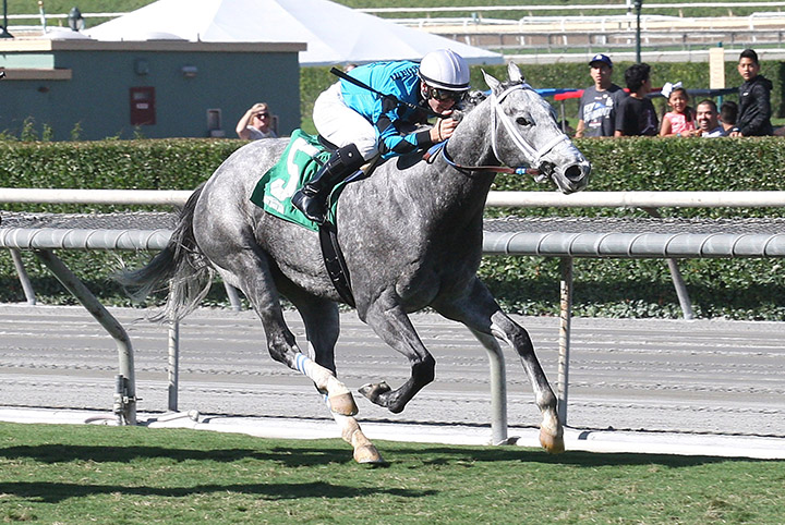 Richard-s Boy finishes second in the 2017 California Flag