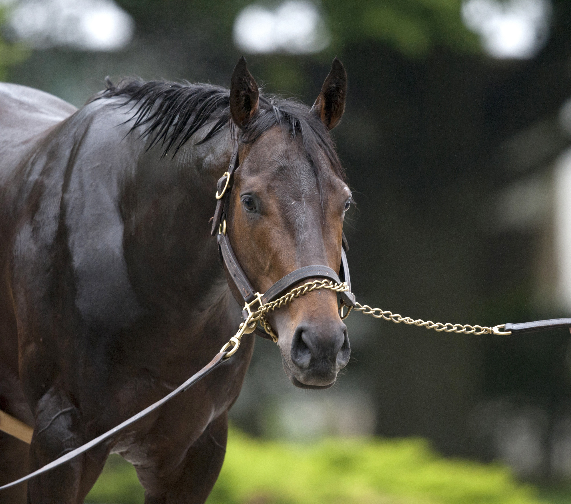 Ride On Curlin in 2014