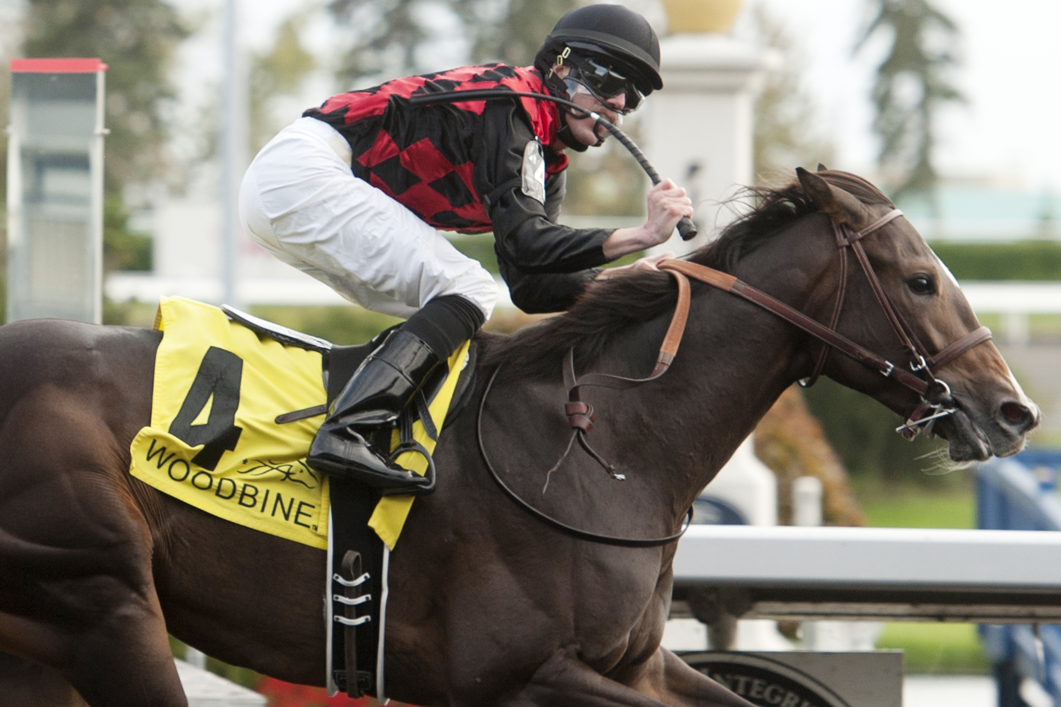 Riker wins the Grey Stakes