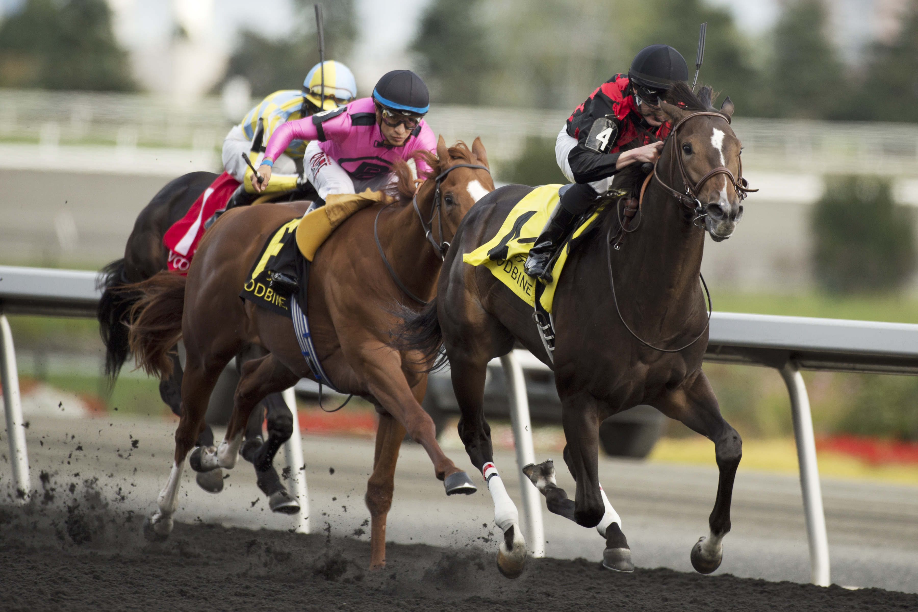 Riker wins the Grey Stakes
