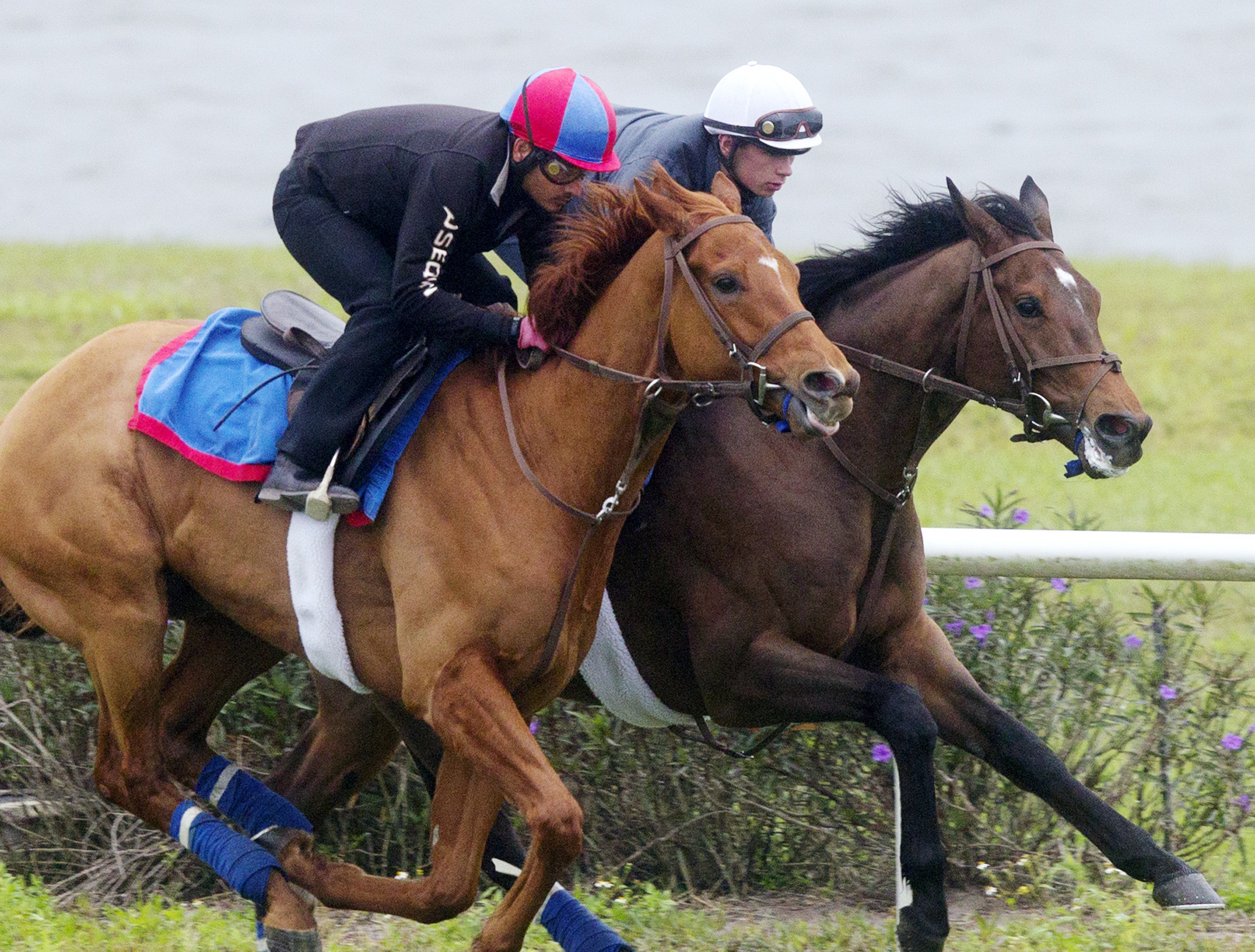 Ring Weekend trains with Glenard at Palm Meadows