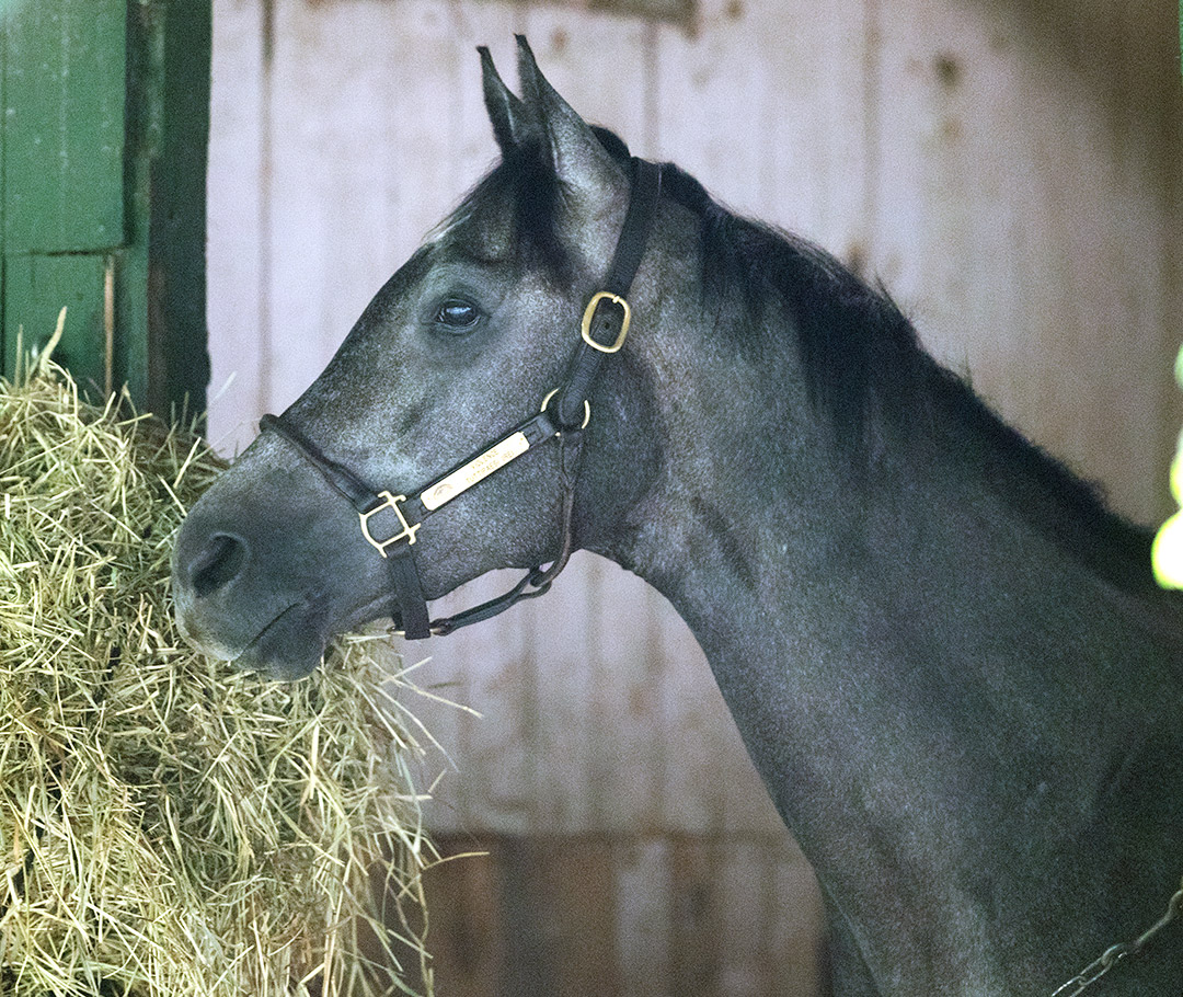Riot House at Saratoga Race Course, July 2021