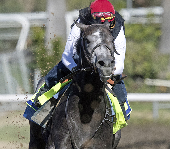 Roadster trains at Santa Anita on Feb. 17