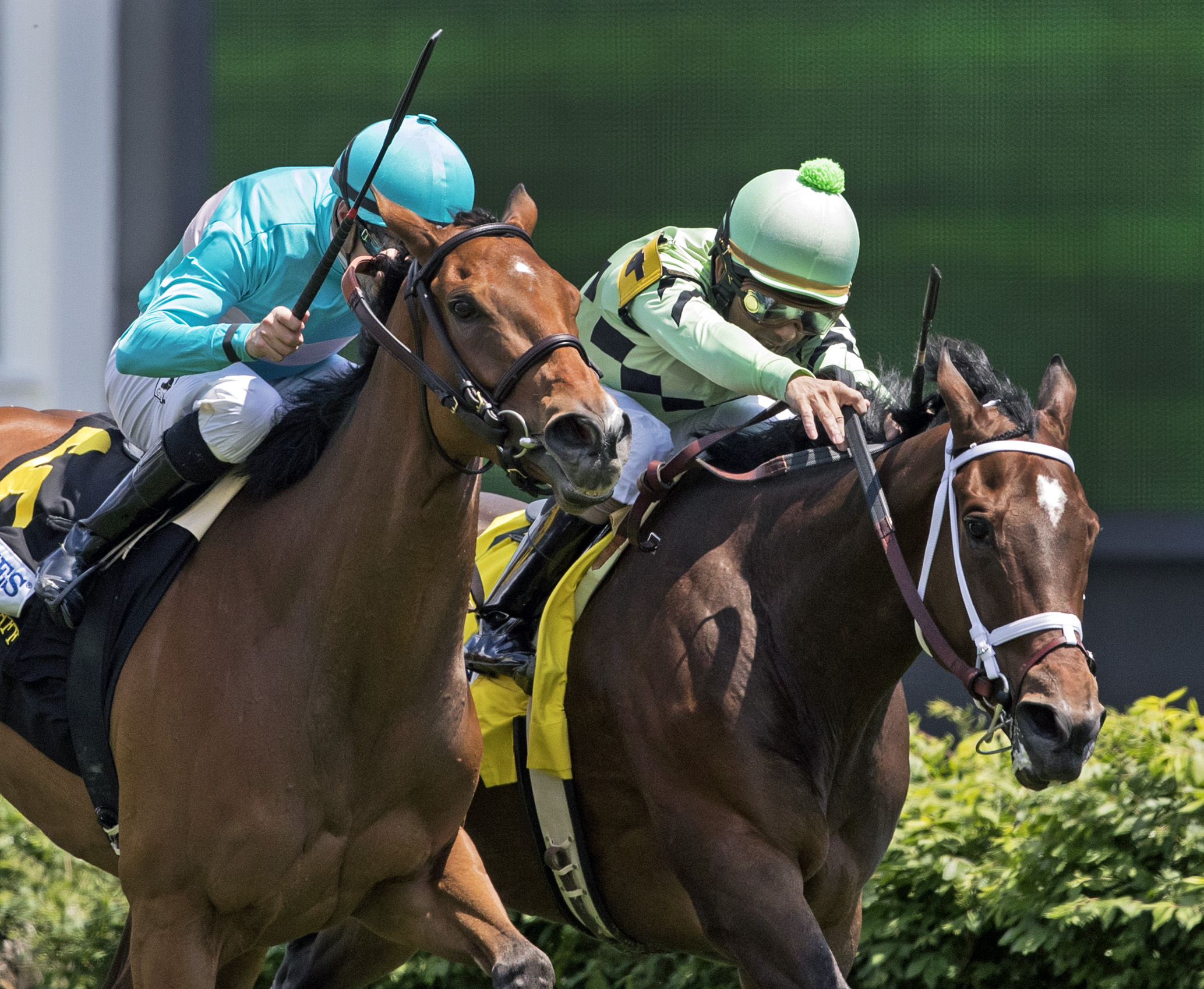 Believe in Bertie finishes second in the Distaff Turf Mile