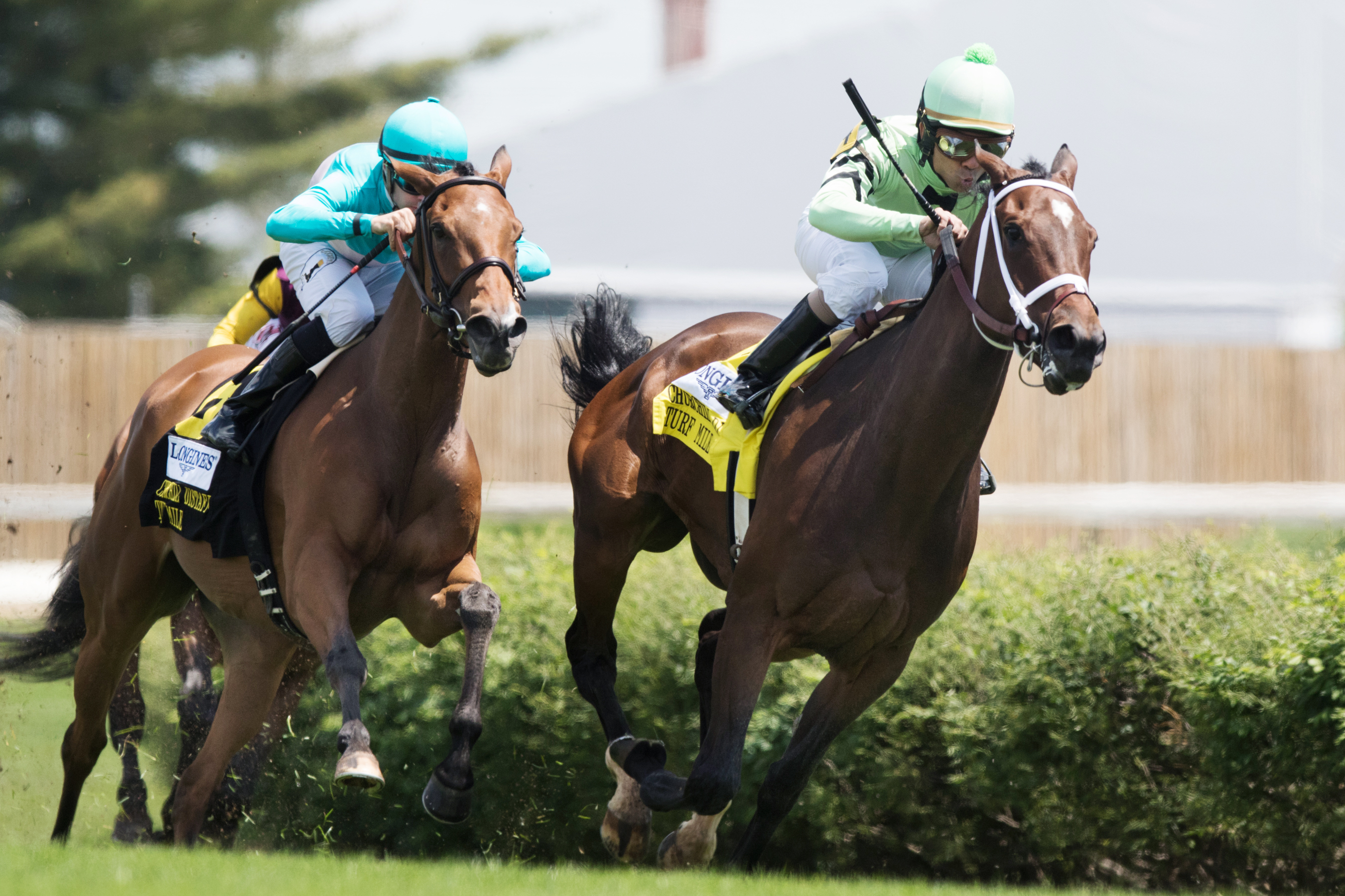 Believe in Bertie finishes second in the 2017 Churchill Distaff Turf Mile