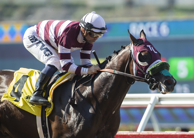 Rock N Rye wins Graduation Stakes 8-8-2021