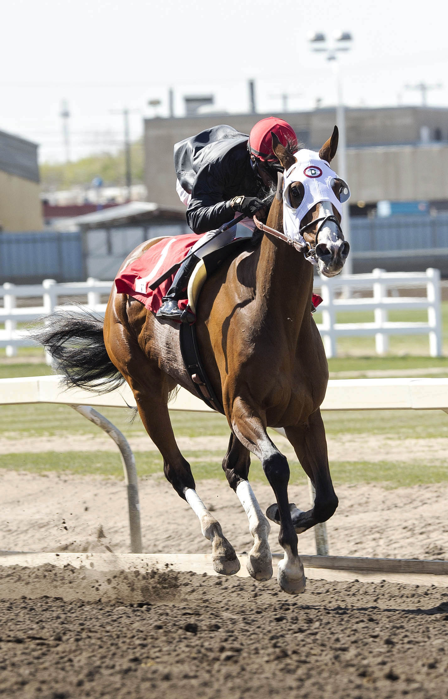 Rock and Glory wins the Wild Rose Handicap