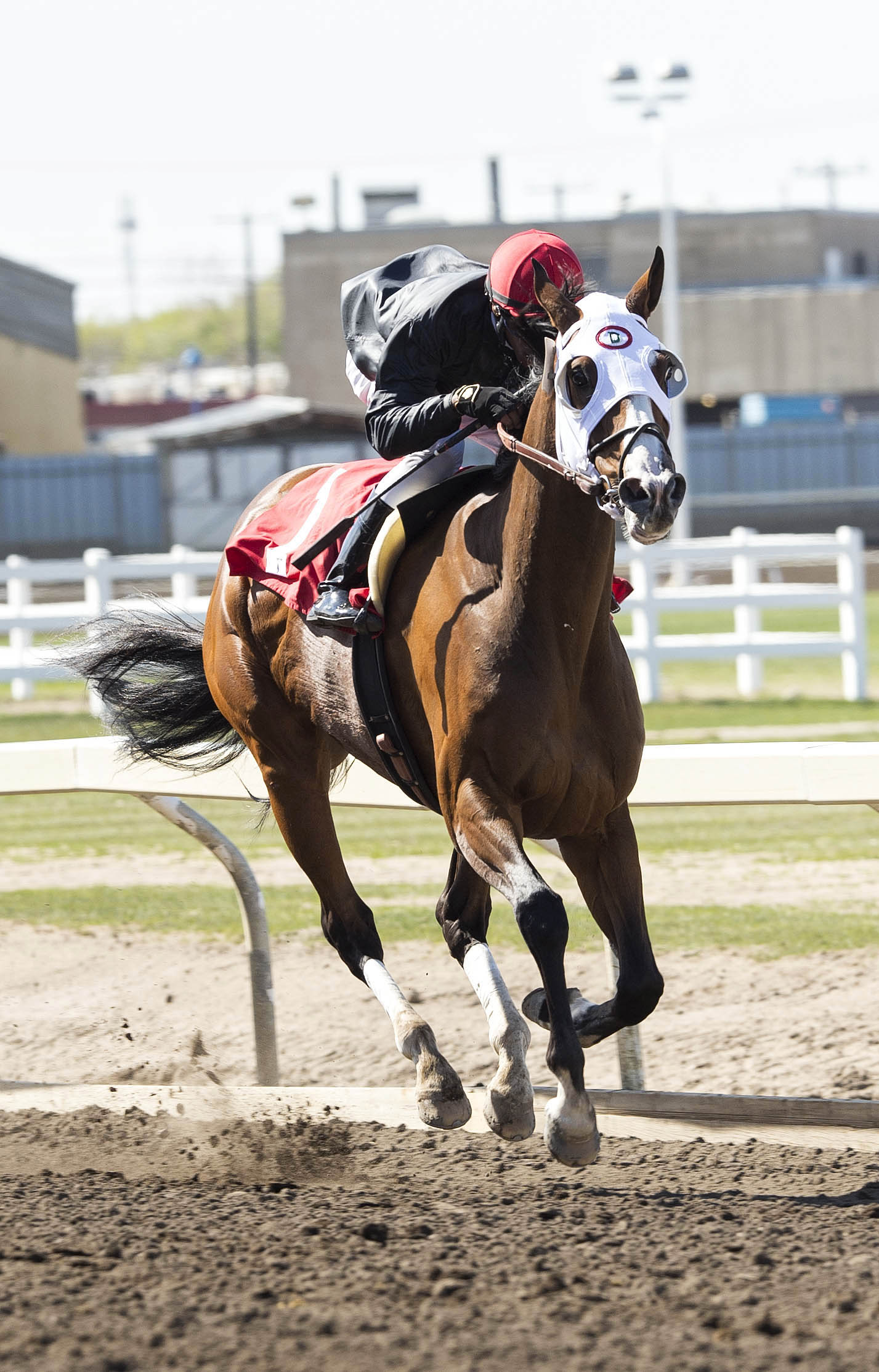 Rock and Glory wins the Wild Rose Handicap