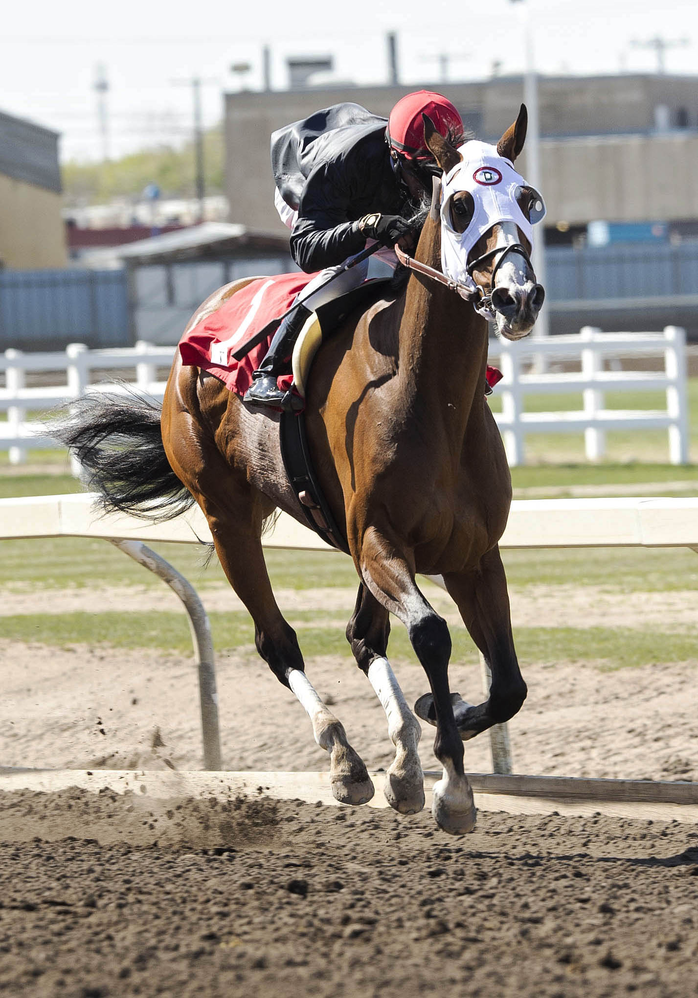 Rock and Glory wins the Wild Rose Handicap